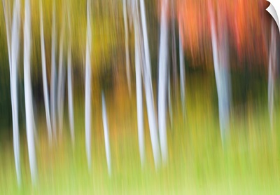 Birch Tree Fall Abstract
