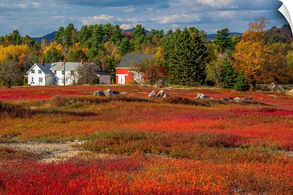 Red blueberry fields ready for harvest in Bar Harbor, Maine, in the fall.
