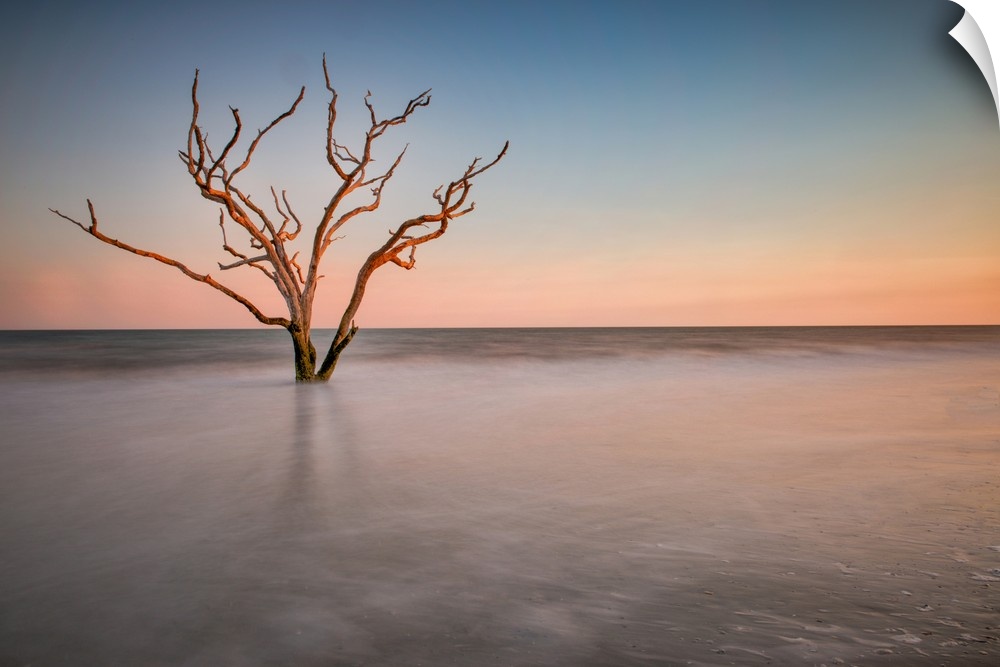 A barren tree in the ocean on the coast of Charleston, South Carolina.
