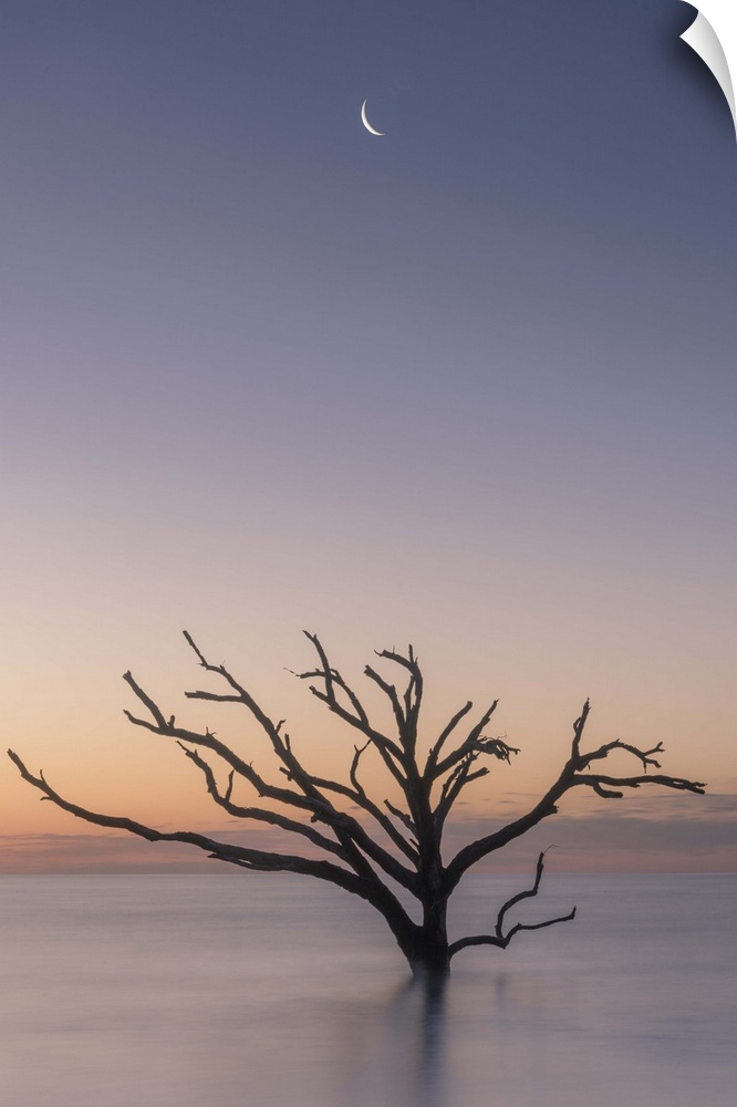 A tree growing in the water off the coast of Botany Bay, South Carolina, under the moon in the early evening.