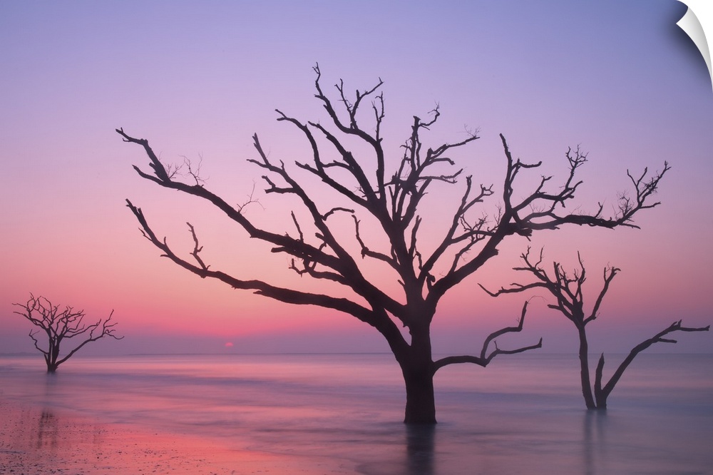 Trees growing in the water off the coast of Botany Bay, South Carolina, under a pink and lavender sunset sky.