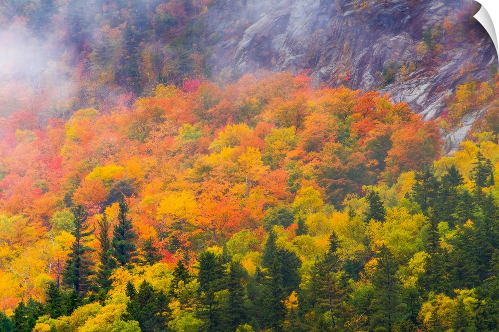 Aerial view of a forest in bright autumn colors in New Hampshire.
