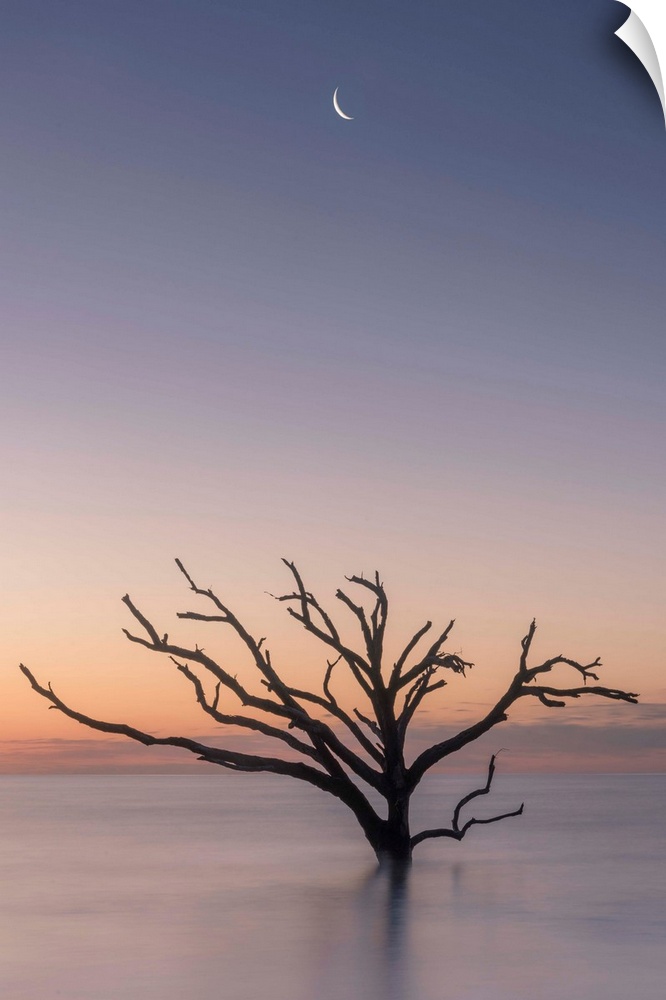 The moon over a silhouette of a barren tree in the ocean in Botany Bat, South Carolina.
