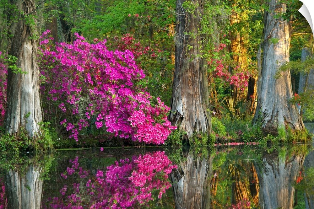 Bright fuchsia azaleas among cypress trees in a swamp in South Carolina.