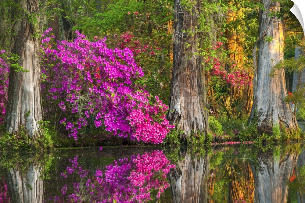 Tree blooming with bright pink blossoms among cypress trees in wetlands.