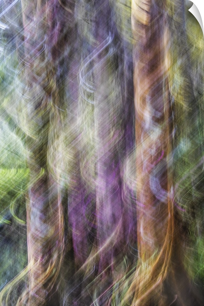 Blurred motion photo of cypress trees in the Audubon Swamp, Magnolia Gardens, South Carolina.