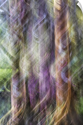 Cypress Trees Abstract