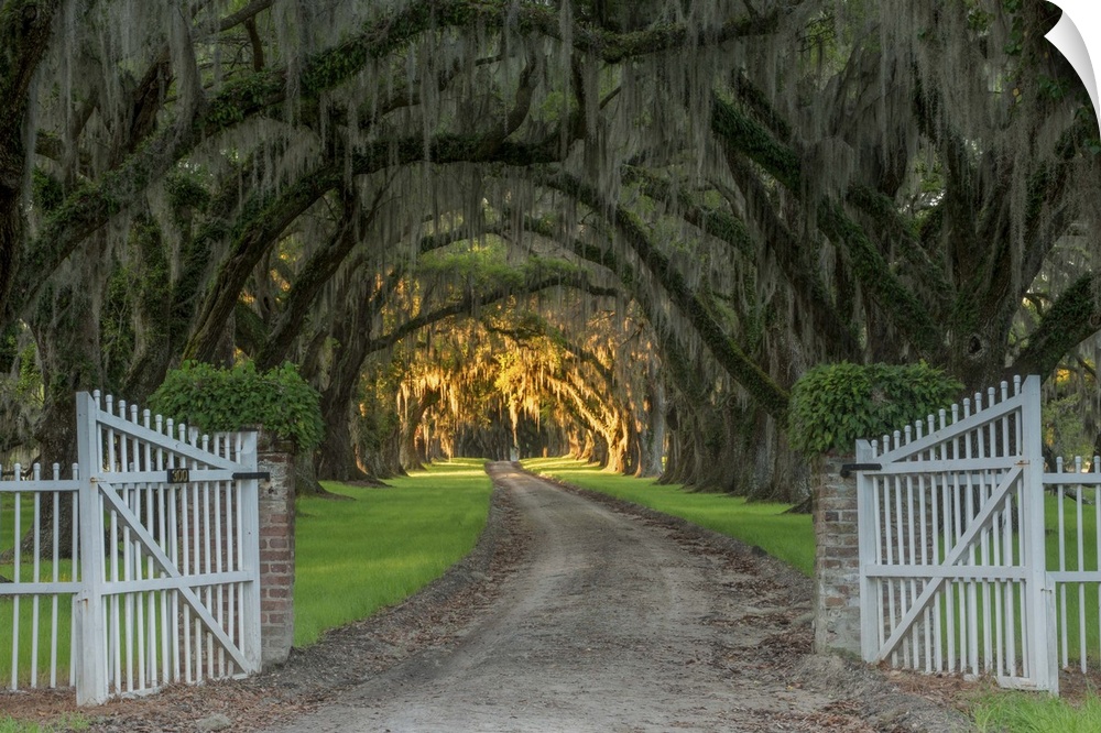 Road past an open gate through mossy trees with light in the distance in Charleston, South Carolina.