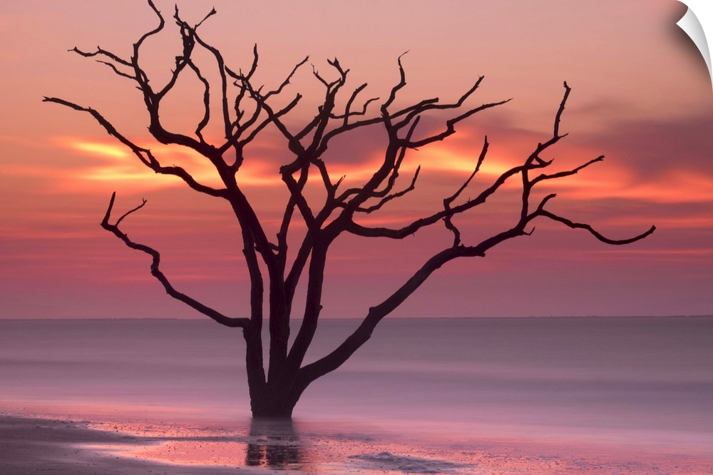 Silhouette of a tree in the ocean with a pink sky at dawn.