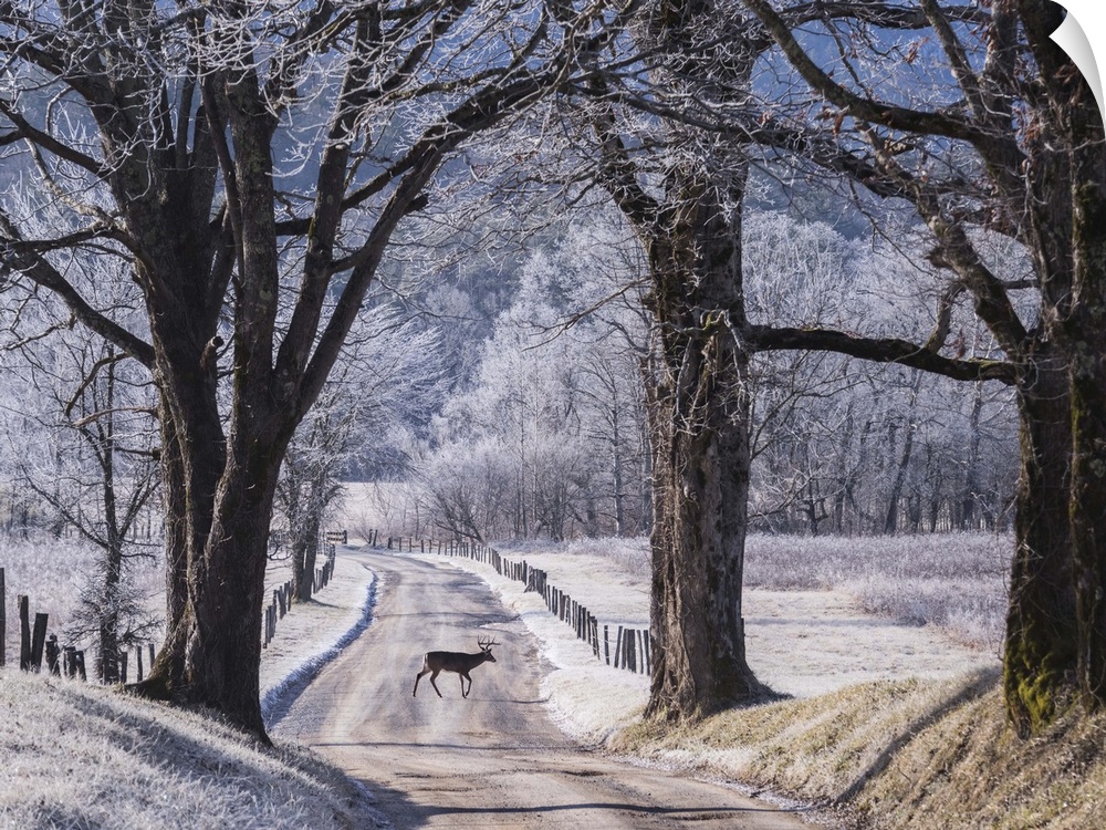 A small deer in the road on a winter day with light snowcover.