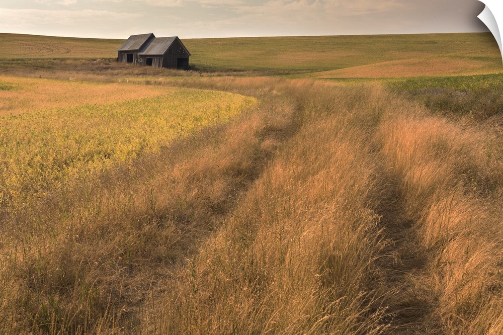 Two distant barns in the Palouse farmland in the early evening.