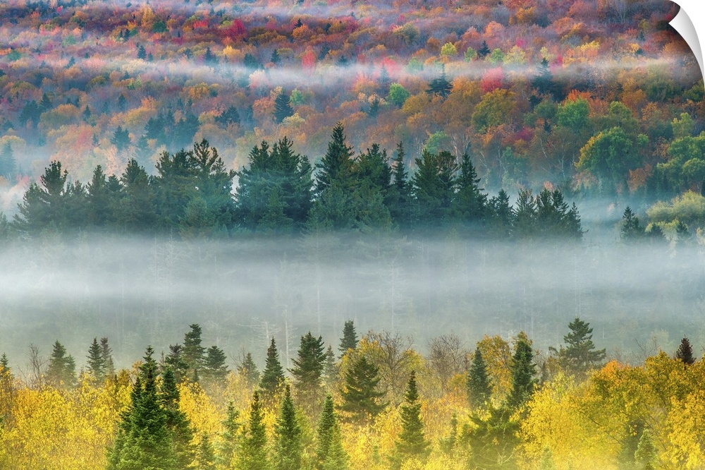 Fog rolling through the forest of colorful fall trees in Twin Mountain, New Hampshire.