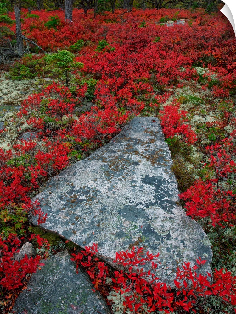 A broken stone in a triangular shape surrounded by red wildflowers.