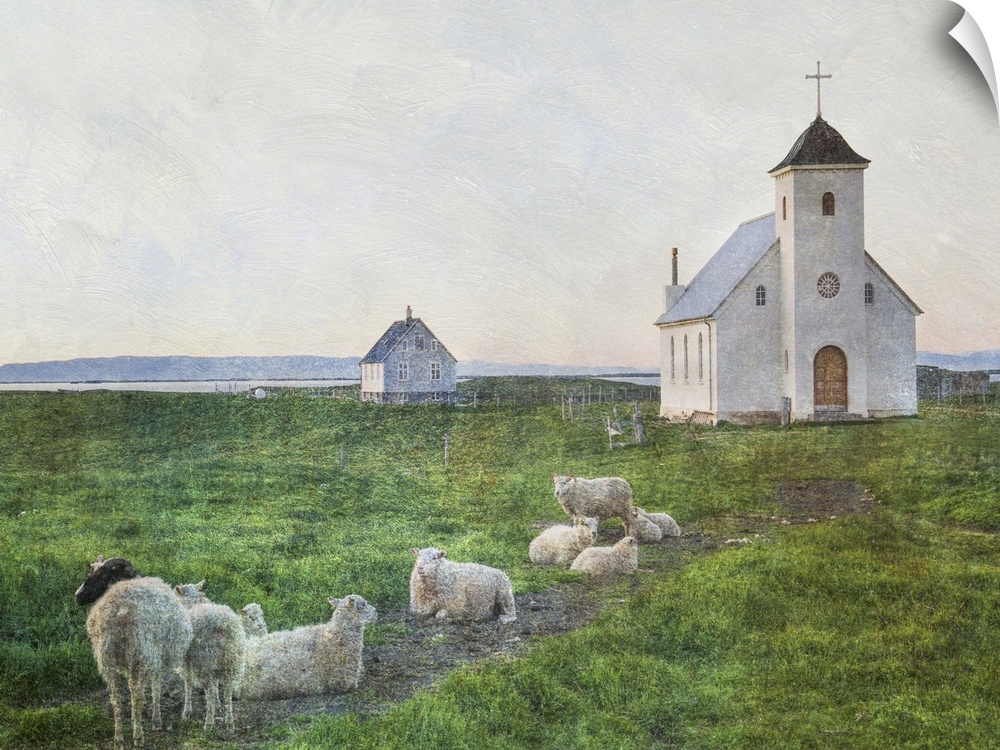 A small flock of sheep in the field near a white church in Iceland.