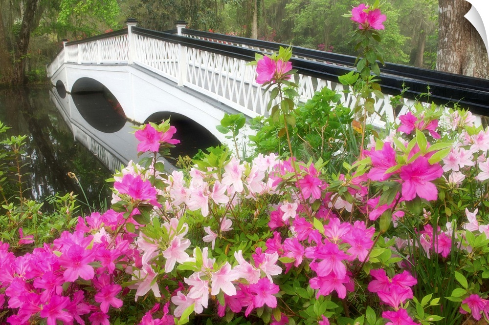 Decorative white bridge with fuchsia azaleas in a park in Charleston, South Carolina.