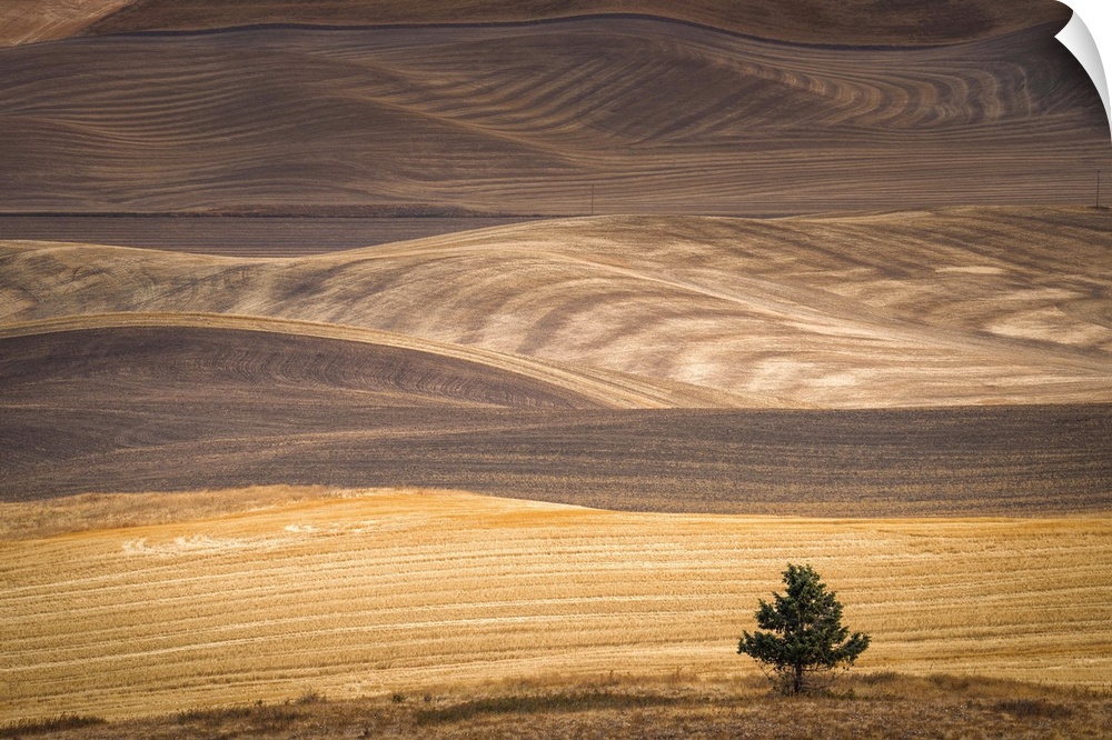 A lone tree at the base of the rolling hills of the Palouse in the fall.