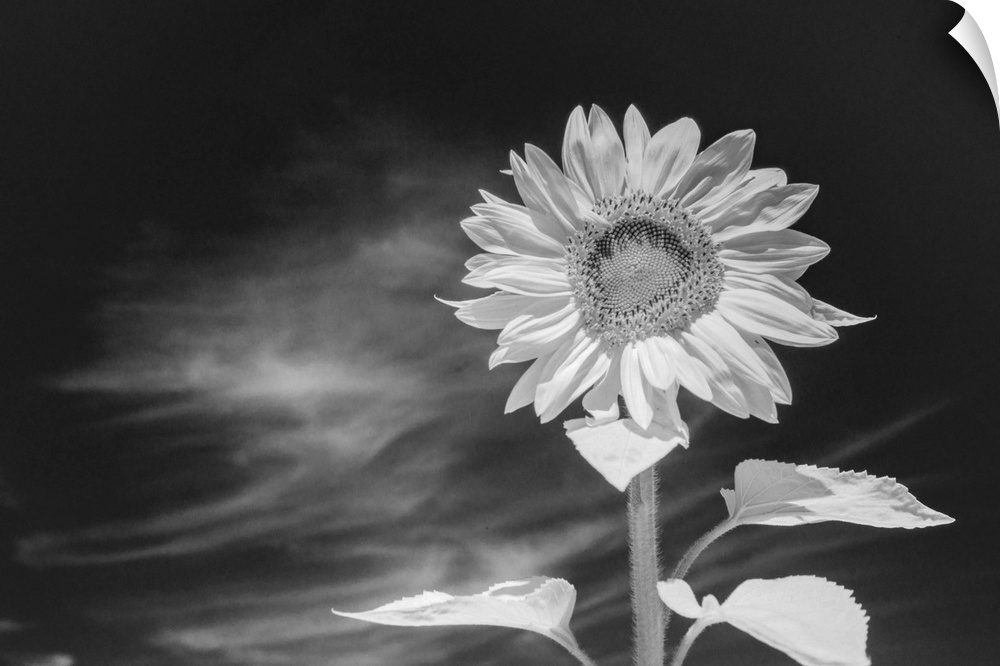 Black and white image of a sunflower against an intensely dark sky, acheived with infra red photography, Whidbey Island, W...