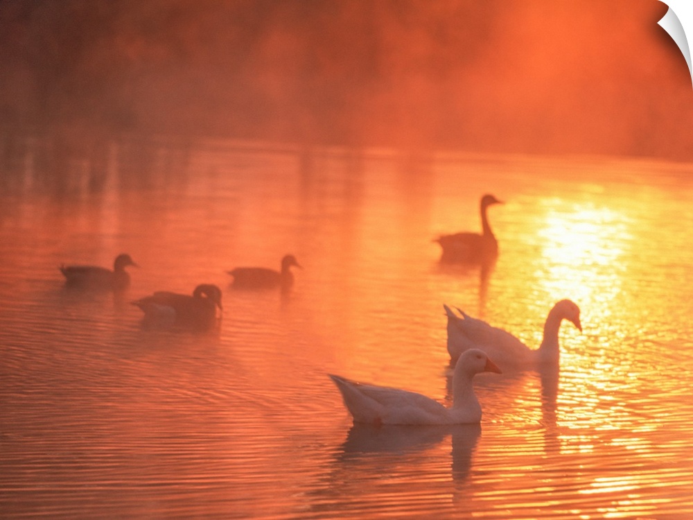 Bright sunlight shining on a misty lake with geese and ducks in the morning.