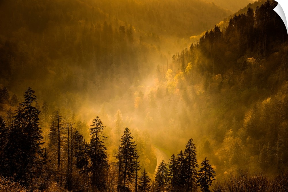 Golden sunlight in a misty valley in the Blue Ridge mountains.