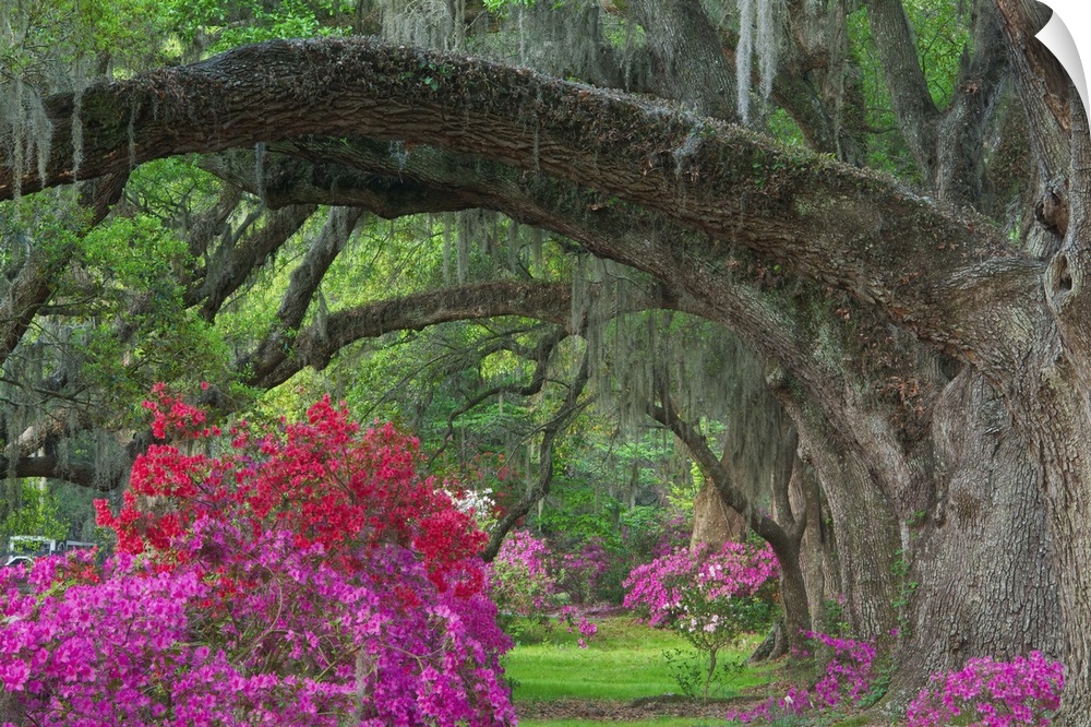 Row of large oak trees with huge branches reaching over a path with bright azaleas.
