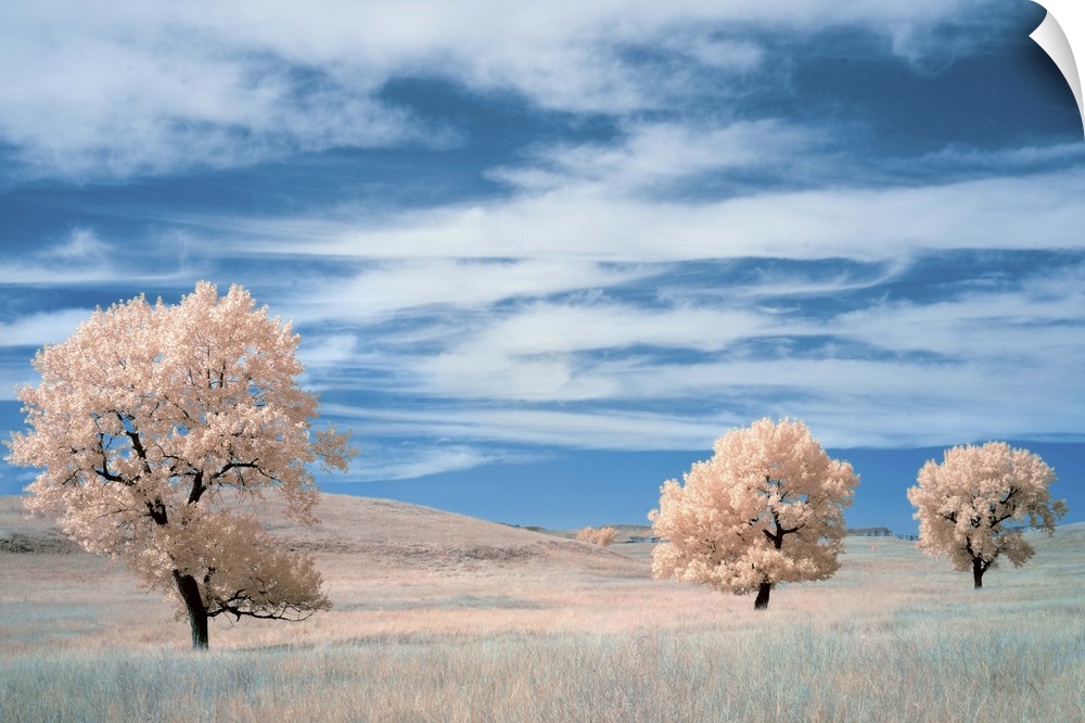 Infrared image of trees in a prairie under a deep blue sky.