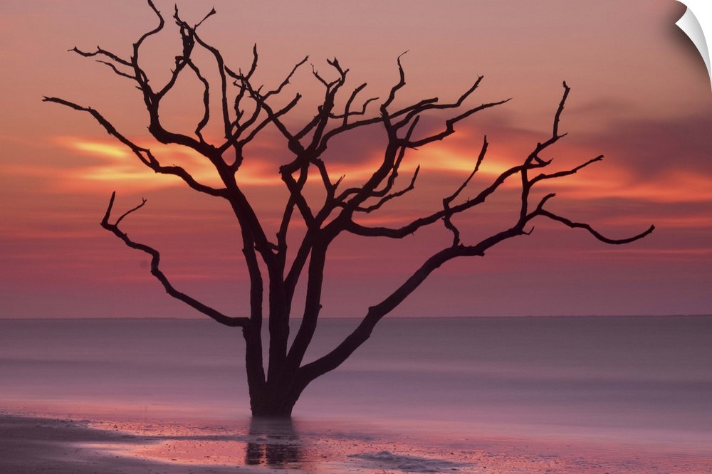 A tree growing in the water off the coast of Botany Bay, South Carolina, under an orange sunset sky.