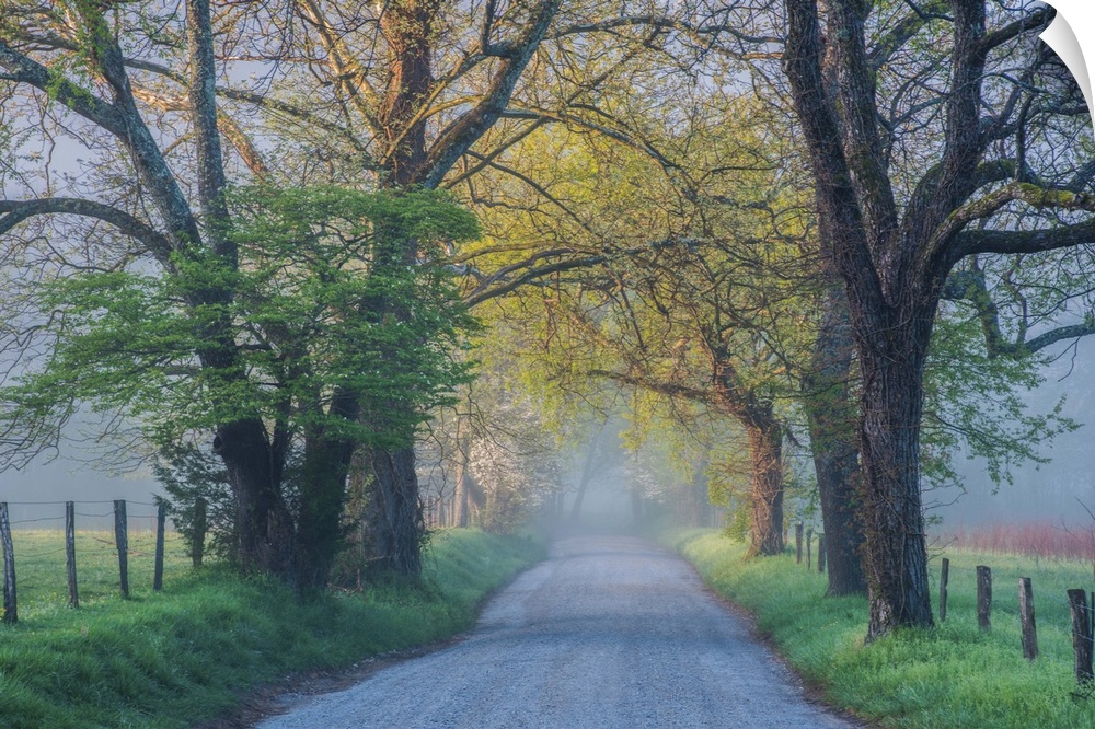 Country road lined with trees in the Blue Ridge area on a misty morning.