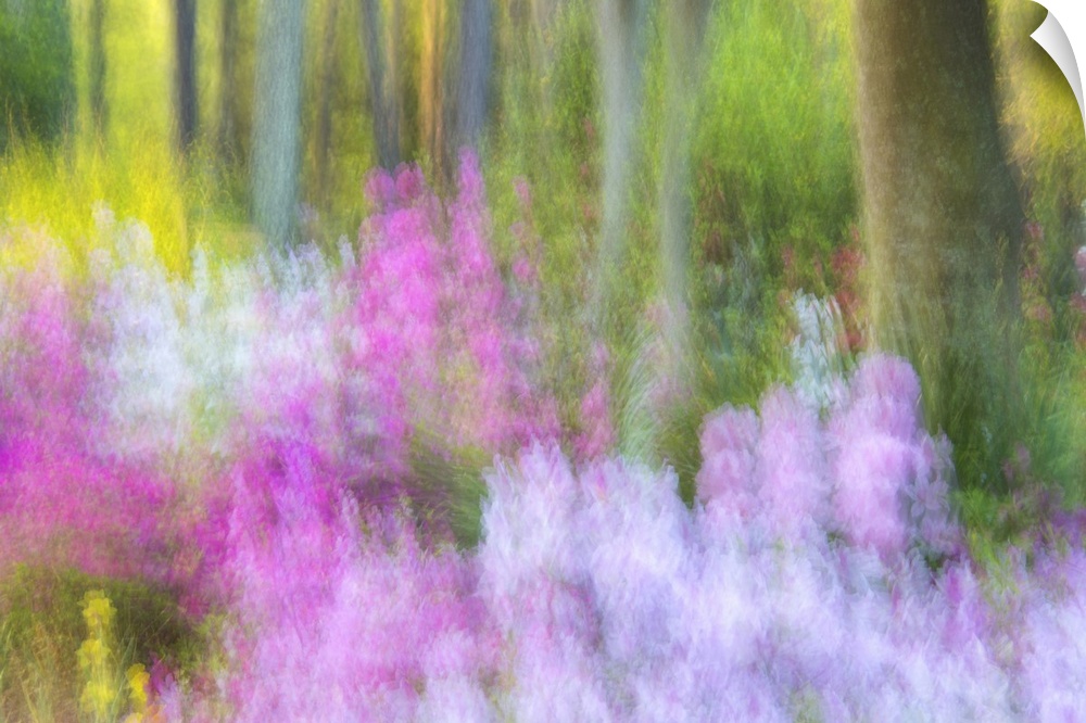 Blurred motion image of bright pink and lavender flowers blossoming in Charleston, South Carolina.