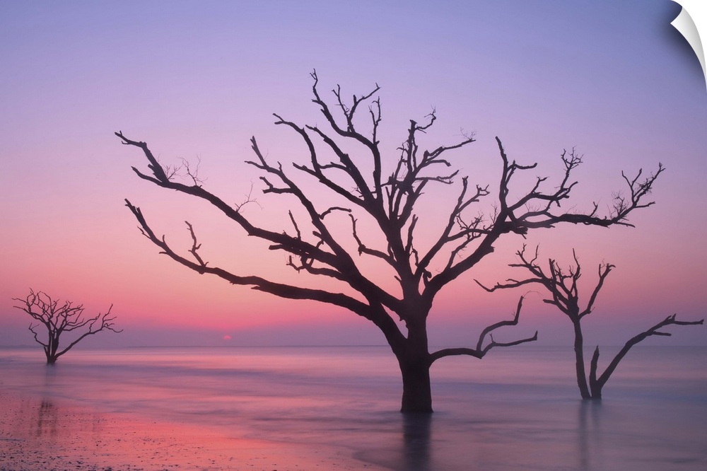 Silhouettes of trees in the ocean with a pink sky at dawn.