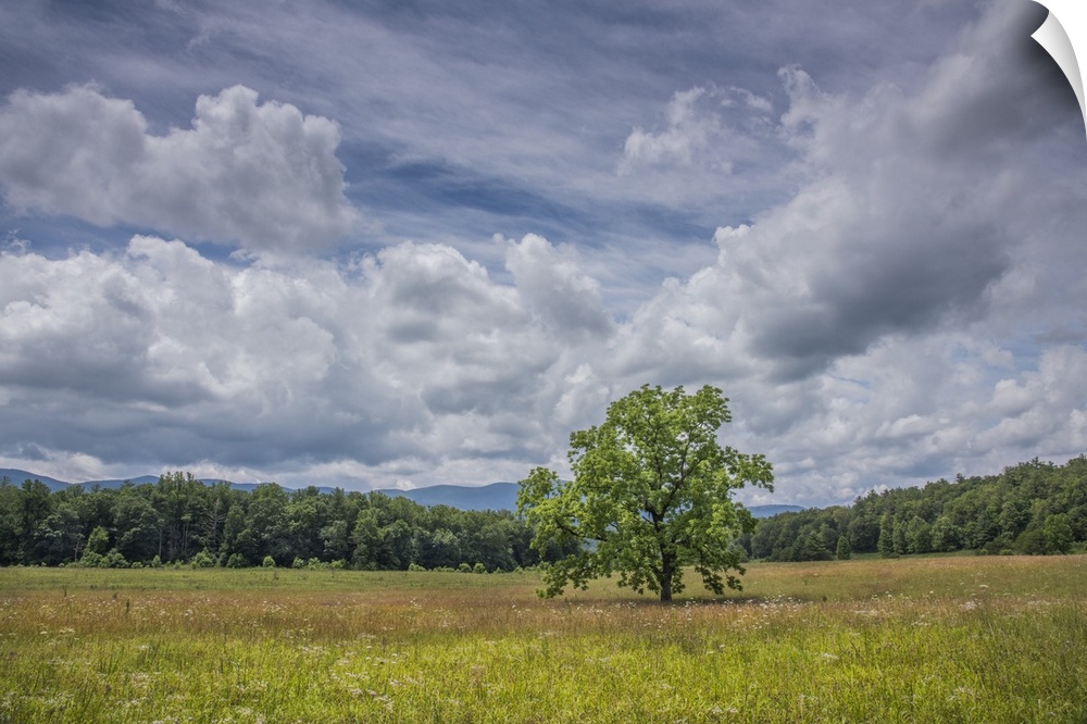 A tree standing in a field under a cloudy sky in the summer, Great Smoky Mountains, Tennessee.