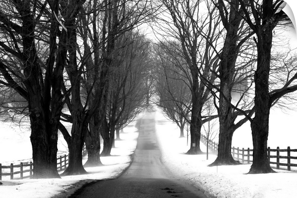 Winter scene of a road lined with dark trees and a wooden fence in the countryside.