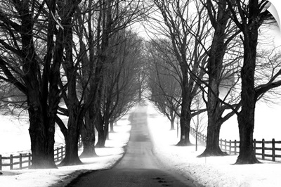Winter Tree Lane