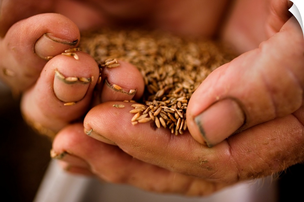 A farmer holds sea oats seeds in his hard worked, dirty hands