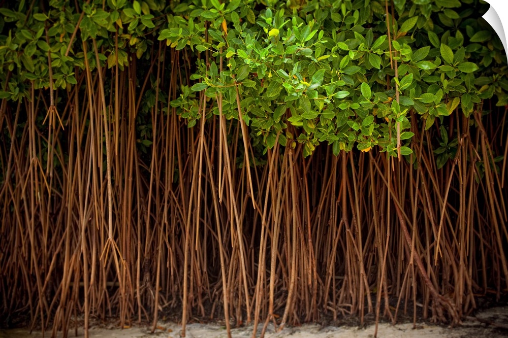 A forest of trees in the sand right off the beach in the Dominican Republic.