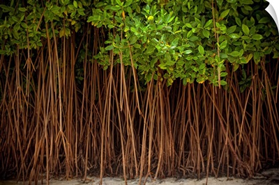 A forest of trees in the sand right off the beach in the Dominican Republic