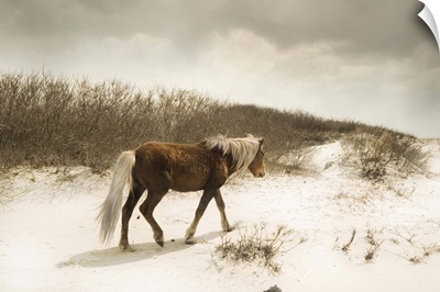 A pony on a sandy beach