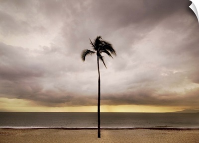 A single palm tree on a beach