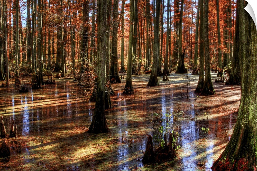 A swamp with tall trees and reflections