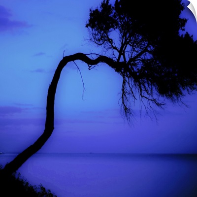 A twisted fir tree with blue sea
