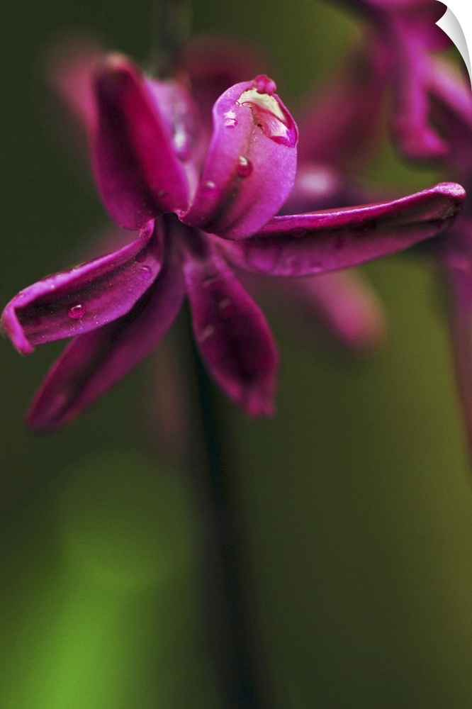 A vivid purple flower