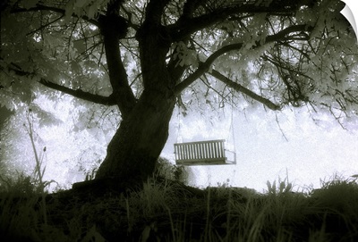 An old tree with a swing