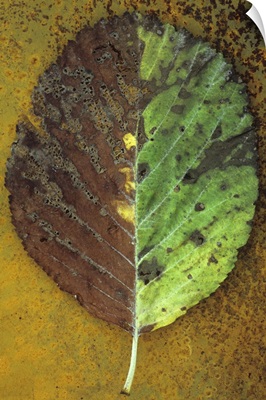 Autumn leaf of Whitebeam tree with exactly one half green and other half brown