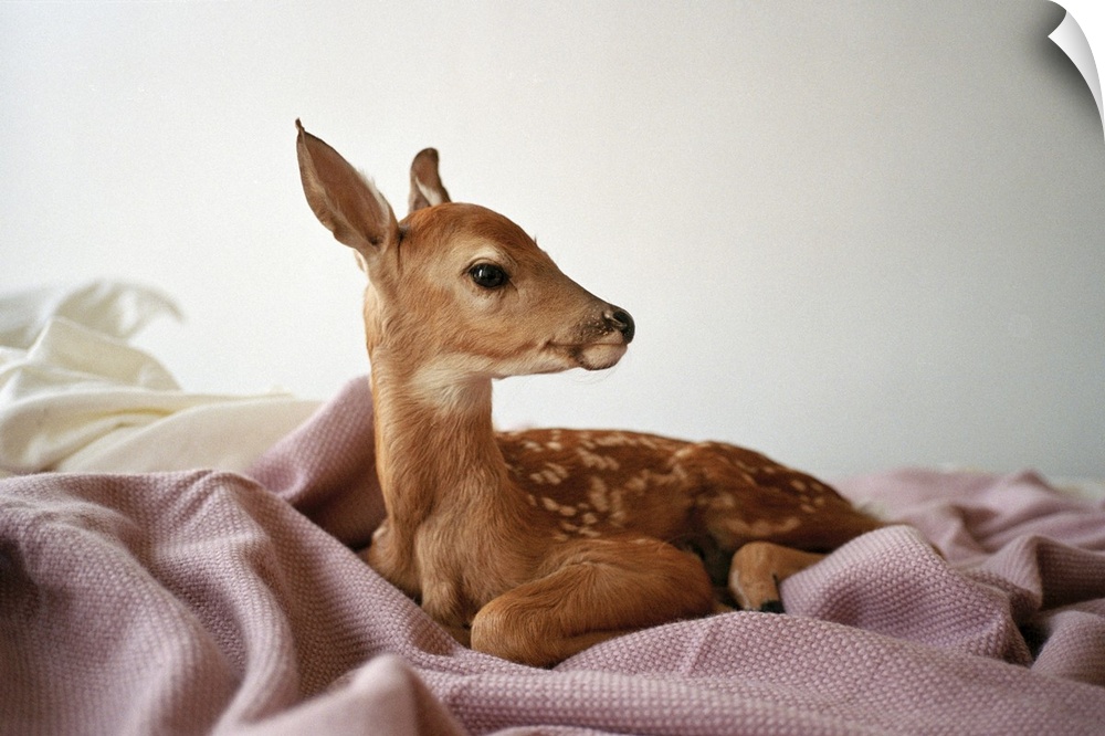 portrait of a fawn sitting on a bed