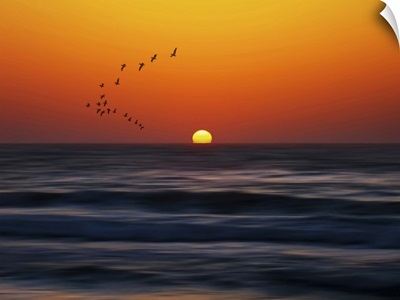 Birds at sunset