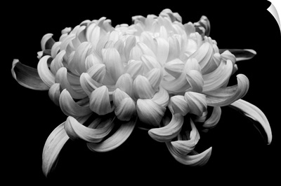 Black and White Chrysanthemum