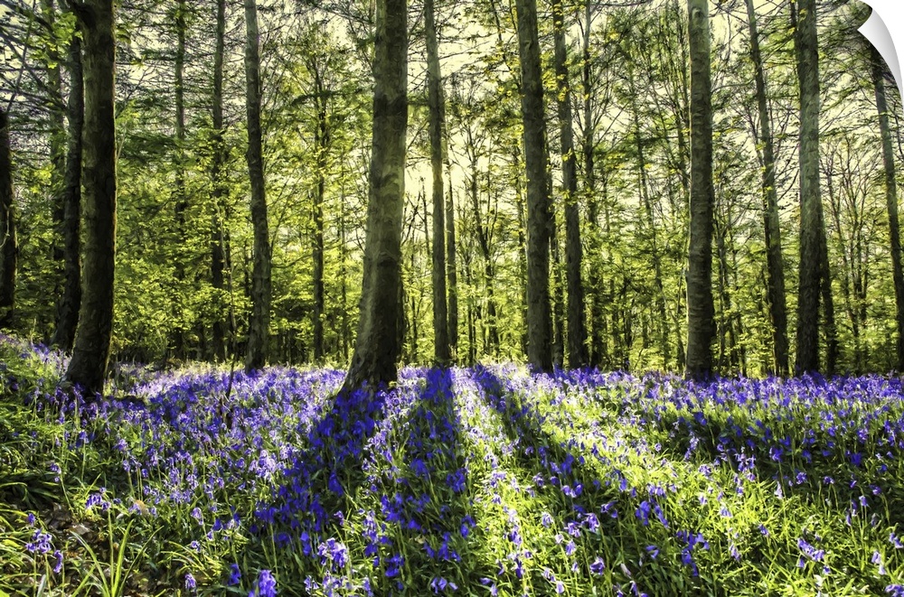 Sunlight shining through woodland with blue bell flowers.