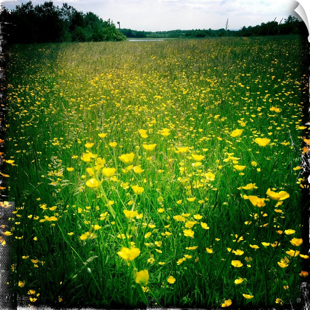 Buttercups on a summers day in a field, South Yorkshire, England