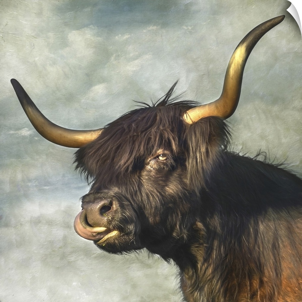 Highland cow with dark coat and long horns.