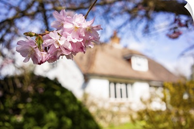 Cherry Blossom With House