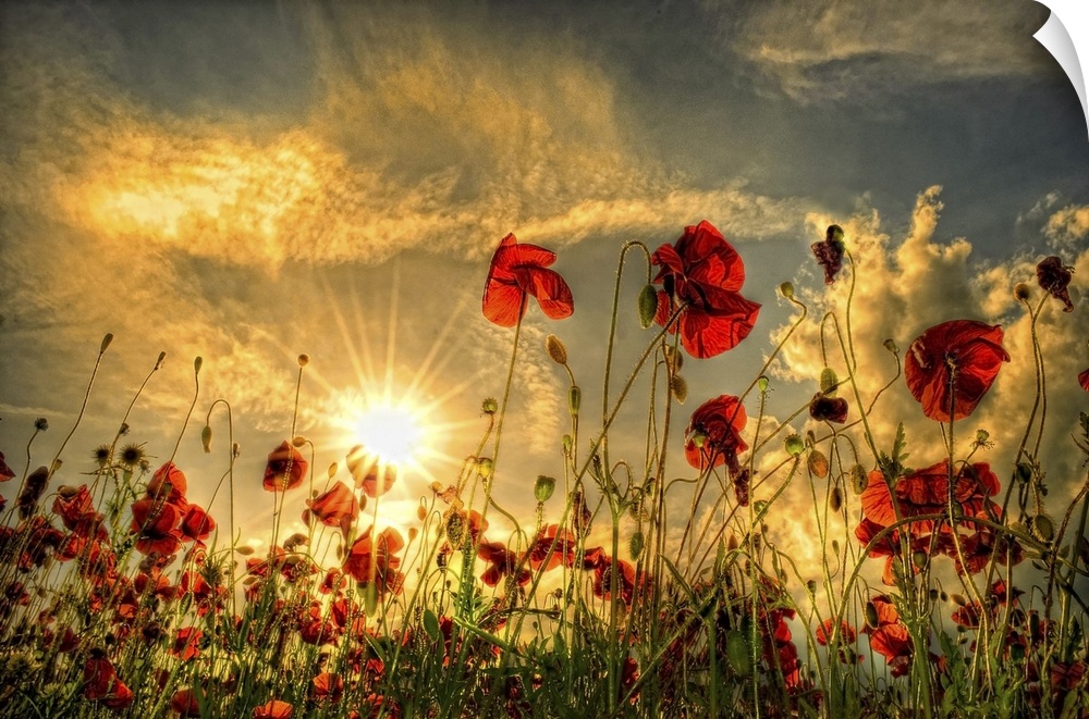 Sunset with red poppies in a field.